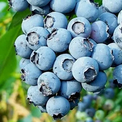 Голубика БРИГИТТА БЛЮ  Голубика БРИГИТТА БЛЮ в Москве