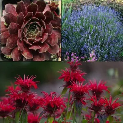 Комплект ФИОЛЕТОВОЕ ВДОХНОВЕНИЕ — описание сорта Комплект ФИОЛЕТОВОЕ ВДОХНОВЕНИЕ в Москве