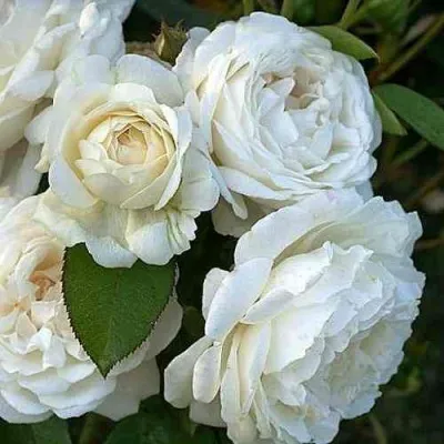 Саженцы роз ВИНЧЕСТЕР КАФЕДРАЛ английская — описание сорта Саженцы роз ВИНЧЕСТЕР КАФЕДРАЛ английская в Москве