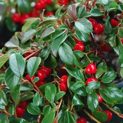 Кизильник Даммера — описание сорта Кизильник Даммера в Москве