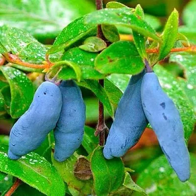 Жимолость съедобная МОРЕНА  Жимолость съедобная МОРЕНА в Москве