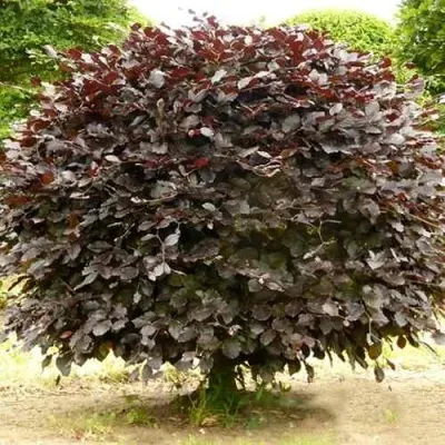 Бук лесной АТРОПУНИЦЕА — описание сорта Бук лесной АТРОПУНИЦЕА в Москве