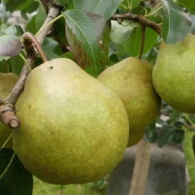 Груша ПЛАТОНОВСКАЯ в Москве