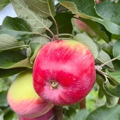 Яблоня АРБАТ колонновидная  Яблоня АРБАТ колонновидная в Москве