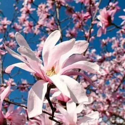 Магнолия РОЗЕЯ — описание сорта Магнолия РОЗЕЯ в Москве