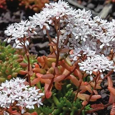 Очиток (седум) КОРАЛ КАРПЕТ белый в Москве