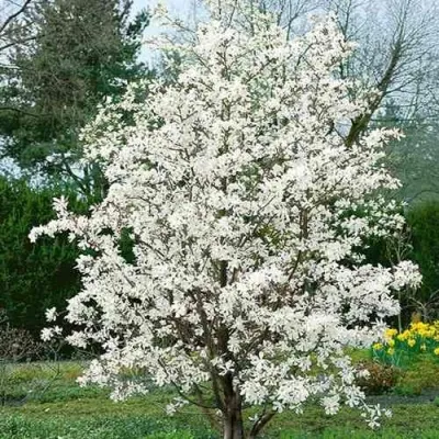 Магнолия ЛЕБНЕРА МЕРРИЛЛ — описание сорта Магнолия ЛЕБНЕРА МЕРРИЛЛ в Москве