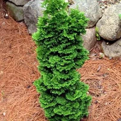 Туя СПИРАЛИС МИНИ западная — описание сорта Туя СПИРАЛИС МИНИ западная в Москве