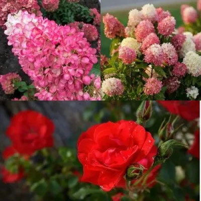 Комплект РОЗОВЫЙ ЗАКАТ — описание сорта Комплект РОЗОВЫЙ ЗАКАТ в Москве