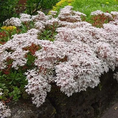 Очиток (седум) МУРАЛЕ белый в Москве