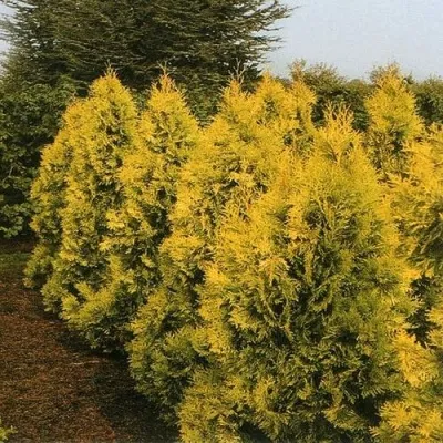 Туя ЕВРОПА ГОЛД западная — описание сорта Туя ЕВРОПА ГОЛД западная в Москве