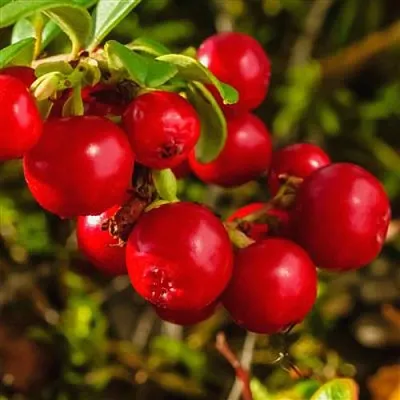 Брусника  Брусника в Москве