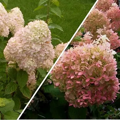 Комплект НЕЖНЫЕ ЧУВСТВА  Комплект НЕЖНЫЕ ЧУВСТВА в Москве