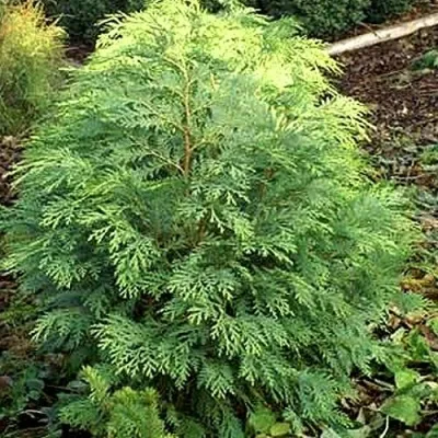 Кипарисовик САНКИСТ лавсона — описание сорта Кипарисовик САНКИСТ лавсона в Москве