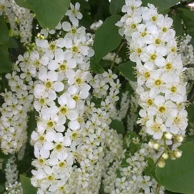 Черемуха САМОПЛОДНАЯ  Черемуха САМОПЛОДНАЯ в Москве