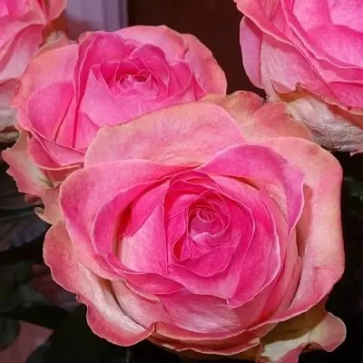 Саженцы роз КЭНДИ АВАЛАНЖ чайно-гибридная  Саженцы роз КЭНДИ АВАЛАНЖ чайно-гибридная в Москве