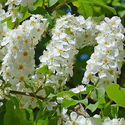 Черемуха ЧАЙКА  Черемуха ЧАЙКА в Москве