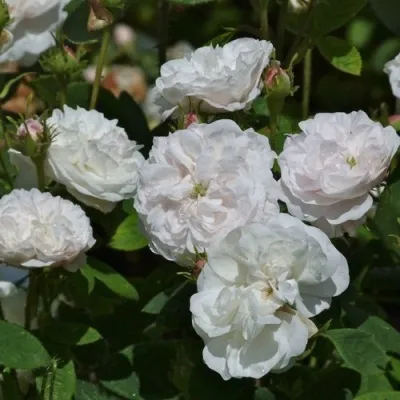 Саженцы роз ВИНЧЕСТЕР КАФЕДРАЛ английская — описание сорта Саженцы роз ВИНЧЕСТЕР КАФЕДРАЛ английская в Москве