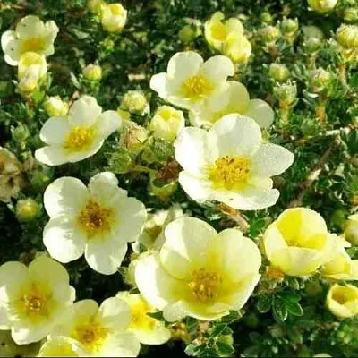 Лапчатка КЛОНДАЙК кустарниковая  Лапчатка КЛОНДАЙК кустарниковая в Москве