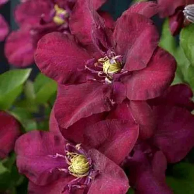 Клематис ЯН III СОБЕСКИ — описание сорта Клематис ЯН III СОБЕСКИ в Москве