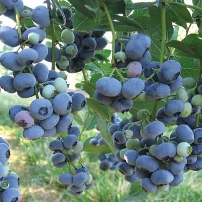 Голубика ЛИБЕРТИ — описание сорта Голубика ЛИБЕРТИ в Москве