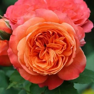 Саженцы роз ЭМИЛЬЕН ГИЙО шраб  Саженцы роз ЭМИЛЬЕН ГИЙО шраб в Москве