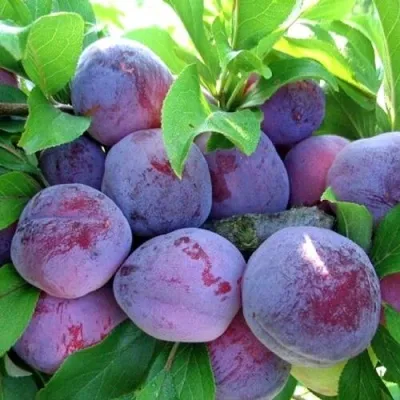 Слива СУВЕНИР ВОСТОКА в Москве