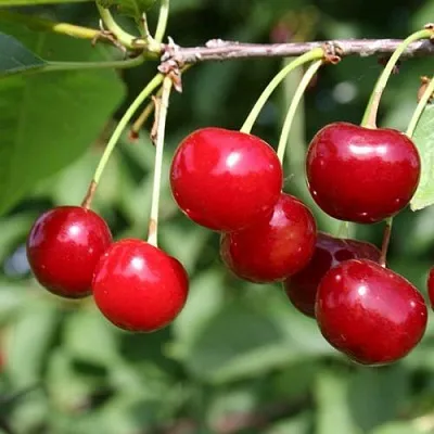 Вишня ЗАРАНКА в Москве