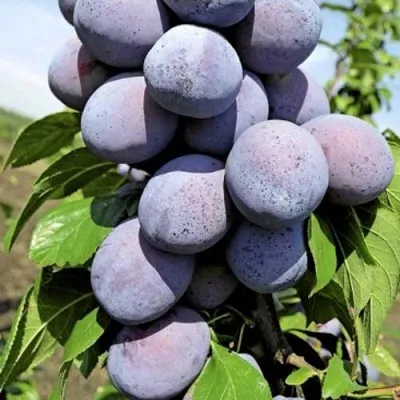 Слива ГИЛЬБЕРТ в Москве