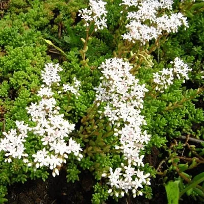 Очиток (седум) ХЛОРОТИКУМ белый в Москве