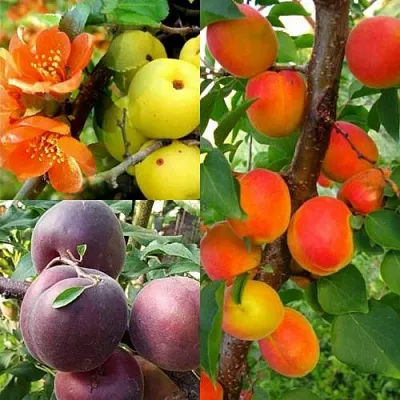 Комплект САД ДЛЯ ГУРМАНА  Комплект САД ДЛЯ ГУРМАНА в Москве