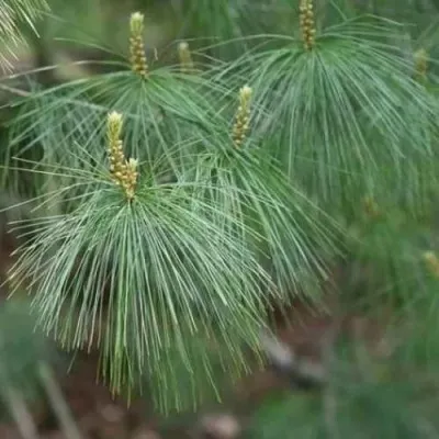 Сосна АРМАНДИ — описание сорта Сосна АРМАНДИ в Москве