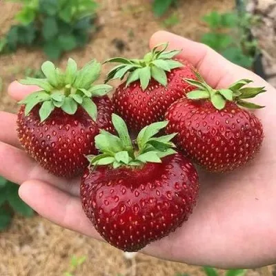 Клубника МАЛЬВИНА — описание сорта Клубника МАЛЬВИНА в Москве