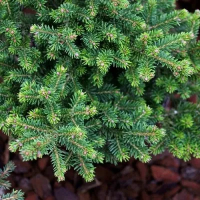 Ель ВИЛС ЦВЕРГ обыкновенная — описание сорта Ель ВИЛС ЦВЕРГ обыкновенная в Москве