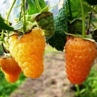 Малина ОРАНЖЕВОЕ ЧУДО — описание сорта Малина ОРАНЖЕВОЕ ЧУДО в Москве