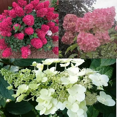 Комплект САД ЭМОЦИЙ  Комплект САД ЭМОЦИЙ в Москве