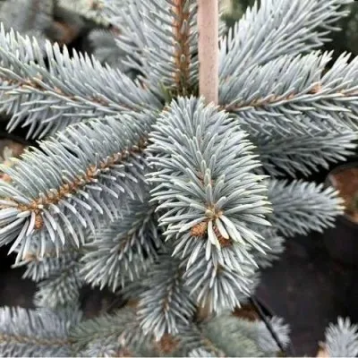 Ель РОЯЛ БЛЮ колючая  — описание сорта Ель РОЯЛ БЛЮ колючая  в Москве