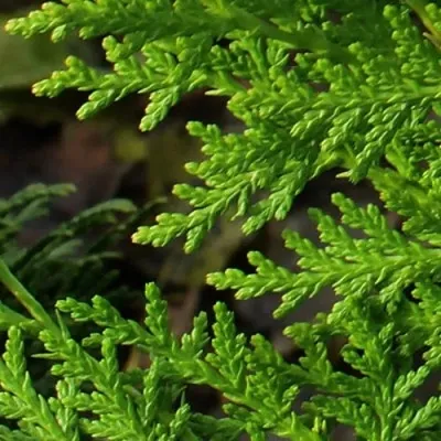 Туя восточная — описание сорта Туя восточная в Москве