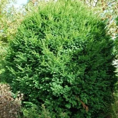 Тис РЕПАНДЕНС ягодный — описание сорта Тис РЕПАНДЕНС ягодный в Москве