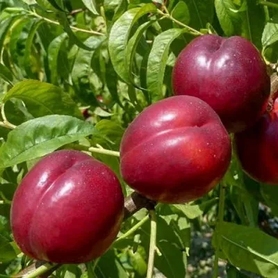 Нектарин БИГ-ТОП в Москве