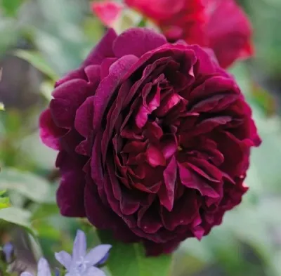 Саженцы роз МАНСТЕД ВУД английская — описание сорта Саженцы роз МАНСТЕД ВУД английская в Москве