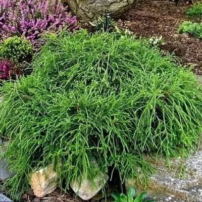 Кипарисовик ФИЛИФЕРА НАНА горохоплодный — описание сорта Кипарисовик ФИЛИФЕРА НАНА горохоплодный в Москве