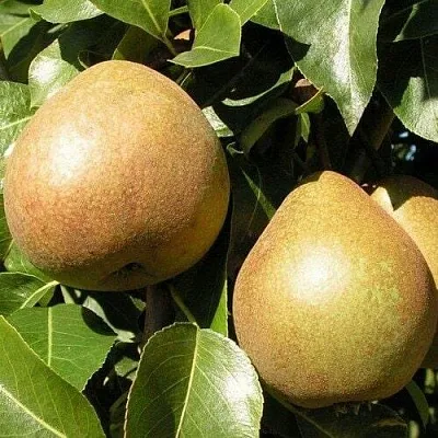 Саженцы груши Белорусская поздняя
