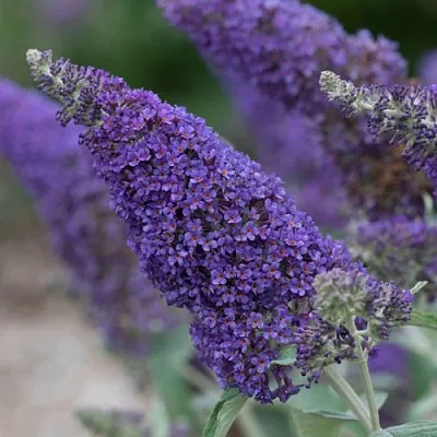 Буддлея НАНО ПЕРПЛ   Буддлея НАНО ПЕРПЛ  в Москве