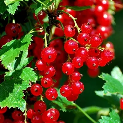 Смородина красная НЕНАГЛЯДНАЯ  Смородина красная НЕНАГЛЯДНАЯ в Москве