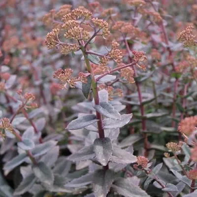 Очиток (седум) РЭЙН КСЕНОКС видный в Москве