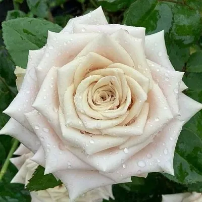 Саженцы роз МЕНТА чайно-гибридная  Саженцы роз МЕНТА чайно-гибридная в Москве