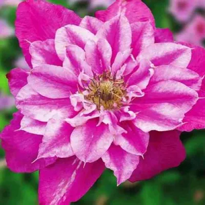 Клематис МАЙ ДАРЛИНГ  — описание сорта Клематис МАЙ ДАРЛИНГ  в Москве