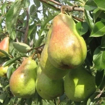 Груша ДЕЛЬБАРЬЮ — описание сорта Груша ДЕЛЬБАРЬЮ в Москве