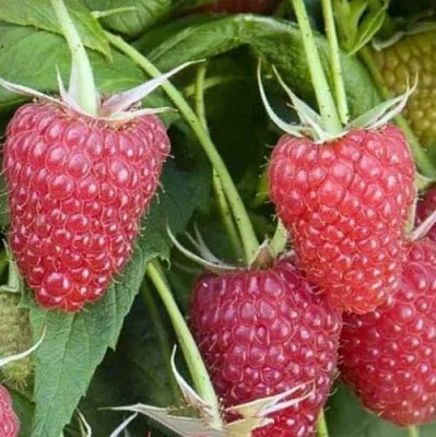 Малина ЕВРАЗИЯ  Малина ЕВРАЗИЯ в Москве